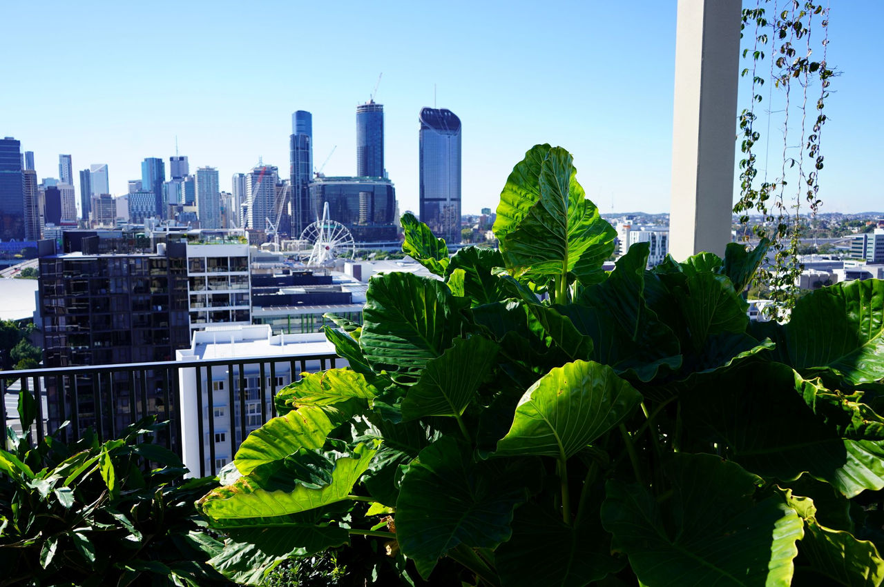 This image shows a large, green, leafy plant. City buildings can be seen in the background.